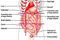 Left Kidney Lymphatic: Spleen Liver (tip) Gall Bladder Ascending Colon Right Kidney Excretory: Right Kidney Right Lumbar Region Stomach