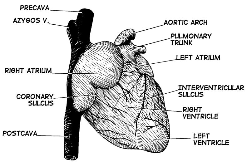 Use Diagrams 6 and 7 to help you identify the structures in this section. Cut the pericardium and open the pericardial cavity.