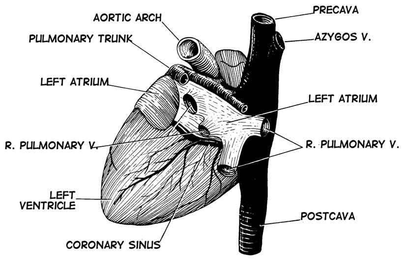 Diagram 7: Heart, Dorsal View Place the heart between your fingers with the apex pointing up and the dorsal and ventral surfaces touching your fingers.