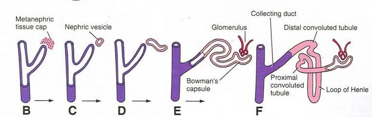 ii. metanephric blastema excretory units derived from the caudal part of nephrogenic cord metanephric vesicles