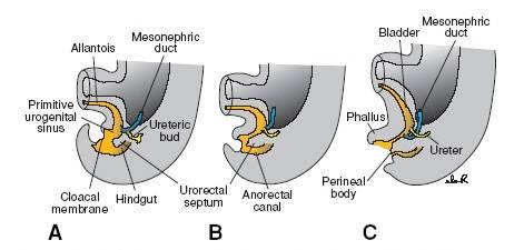 2. bladder & urethra 4-7W urorectal septum