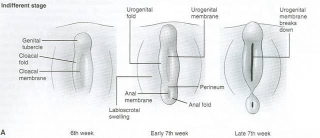 gonads 2) genital