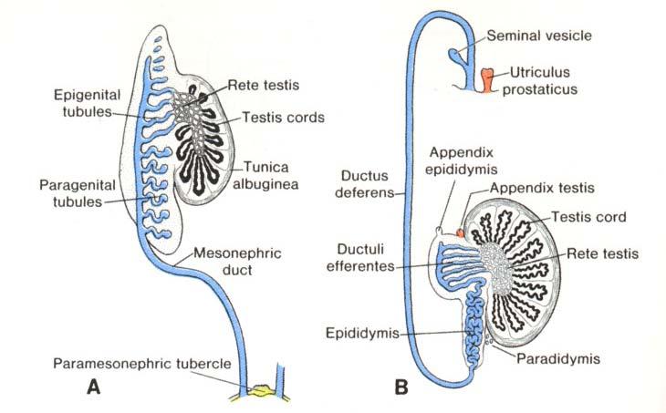 (2) genital ducts mesonephric
