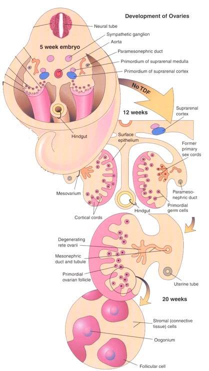 (1) ovary no SRY primitive sex cords 10W regress surface epithelium secondary sex