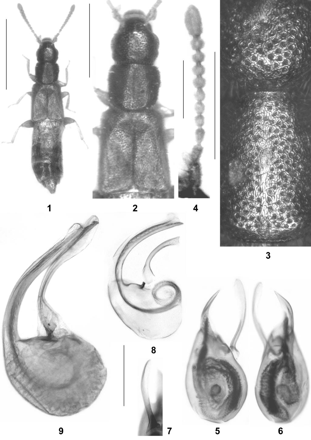 Biologiezentrum Linz/Austria; download unter www.biologiezentrum.a 1523 Figs 1-9: Aphaenostemmus distortus nov.sp. (1-7), A. rhodicus ASSING (Turkey) (8), and A.