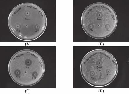 aureus; (B) Staphylococcus epidermidis; (C) Micrococcus luteus; (D) Pseudomonas aeruginosa.