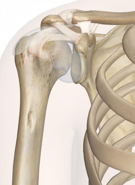 Total Shoulder Arthroplasty Shoulder Joint Replacement Greater range of motion than any other joint in the body Shoulder Arthritis Types: Anatomical