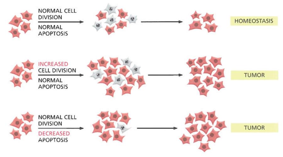 Defective Control of Cell Death and Differentiation in Cancer Cells Both increased