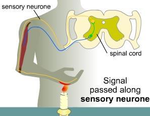 SENSORY-MOTOR FLOW Sensory information enters dorsally (into