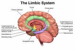 LIMBIC SYSTEM Limbic Cortex Neocortex Corpus Callosum Fornix Mammillary Body