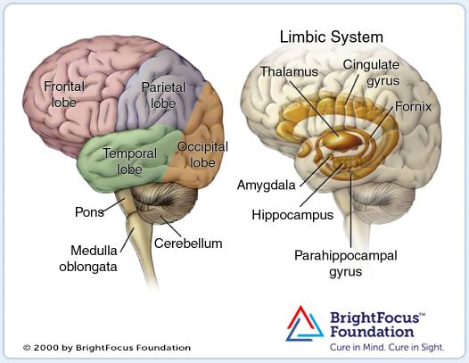The limbic system is composed of four main structures: 1. Limbic cortex 2. Hippocampus 3. Amygdala,& 4. Septal area.