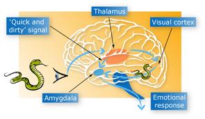 Inputs: Association areas of visual, auditory & somatosensory cortices.