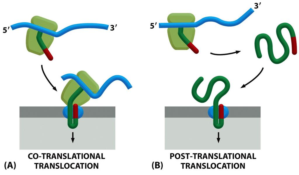 Co-translational and Post-translational Protein Translocation Figure 12-35 Mammalian cells import most proteins into the ER