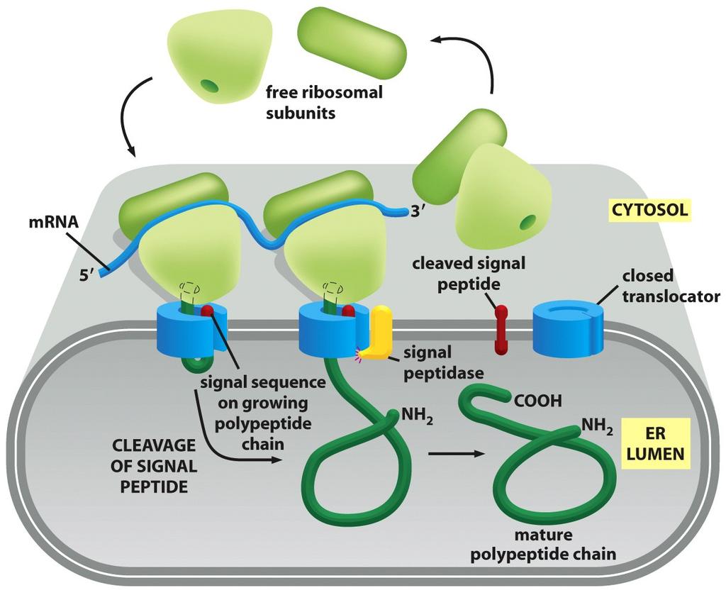 Signal Sequences Were First Discovered in Proteins Imported into the Rough ER The signal hypothesis. A simplified view of protein translocation across the ER membrane, as originally proposed.