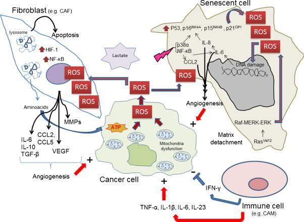 Tumor microenvironment ( 腫瘤微環境 ) influences angiogenesis ( 血管生成 ) and tumor