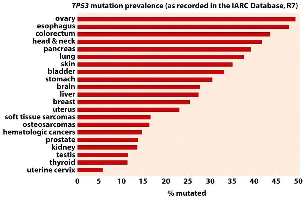 Frequency of mutant p53 alleles in human tumor cell genomes IARC release data, 2002 17,689