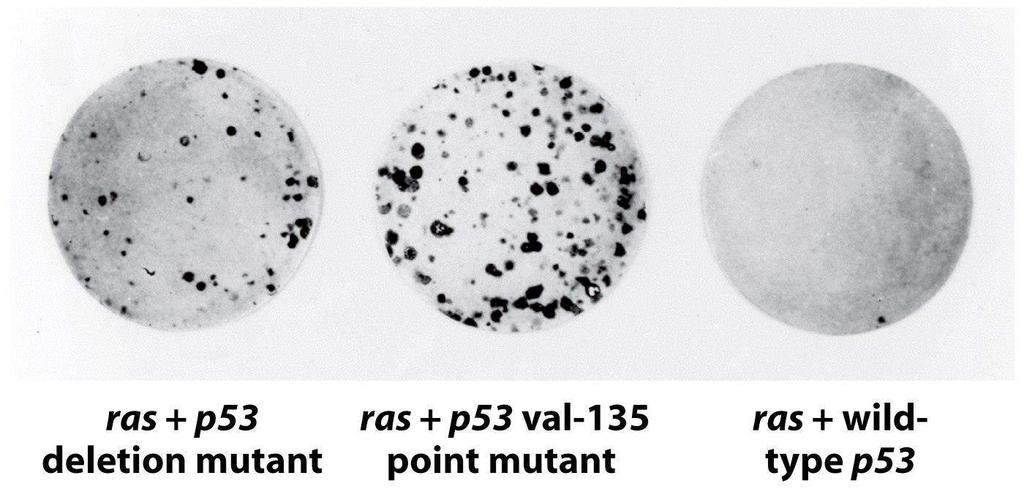 In vitro cell-based study Functional p53 suppresses Ras-induced rat embryo fibroblast transformation