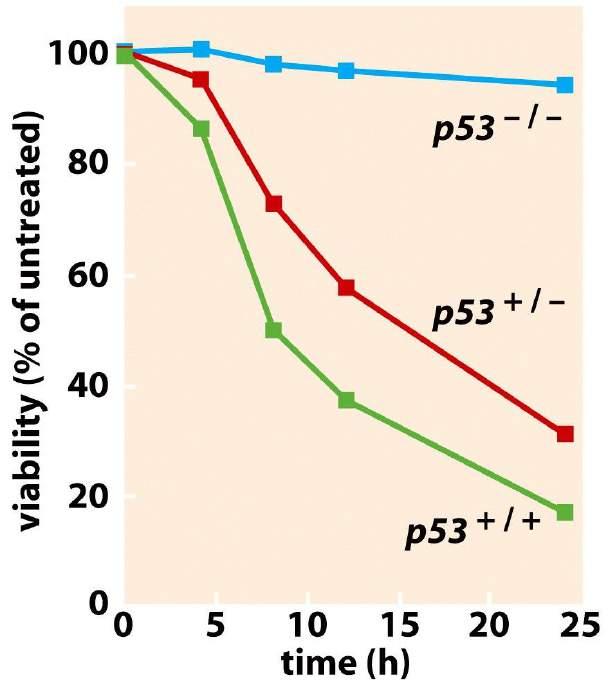 Induction of p53 and p21 following DNA damage X-irradiation Thymocytes of p53 +/+ mice are more sensitive to X-irradiation than p53 +/-