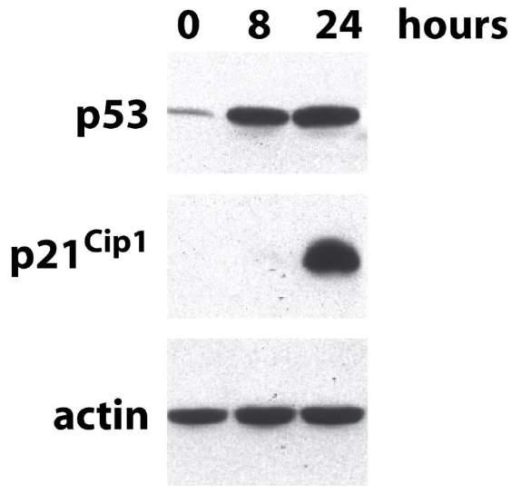 expression and p21 acts as a potent CDK inhibitor of cyclin-cdk complex that are active in late G1, S, G2, M and can thereby halt further cell