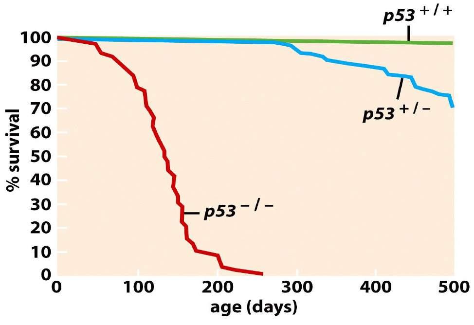 No embryonic lethality In vivo animal study Loss-of-function p53 in mice Increase mortality in early life, causing by sarcomas and leukemias
