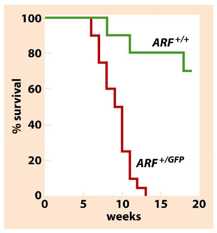 Control of apoptosis by ARF Crossing ARF mutant mice with Em-myc mice Oncogenic signals mediated apoptosis Elevate ARF levels impair ARF lose Myc-induced