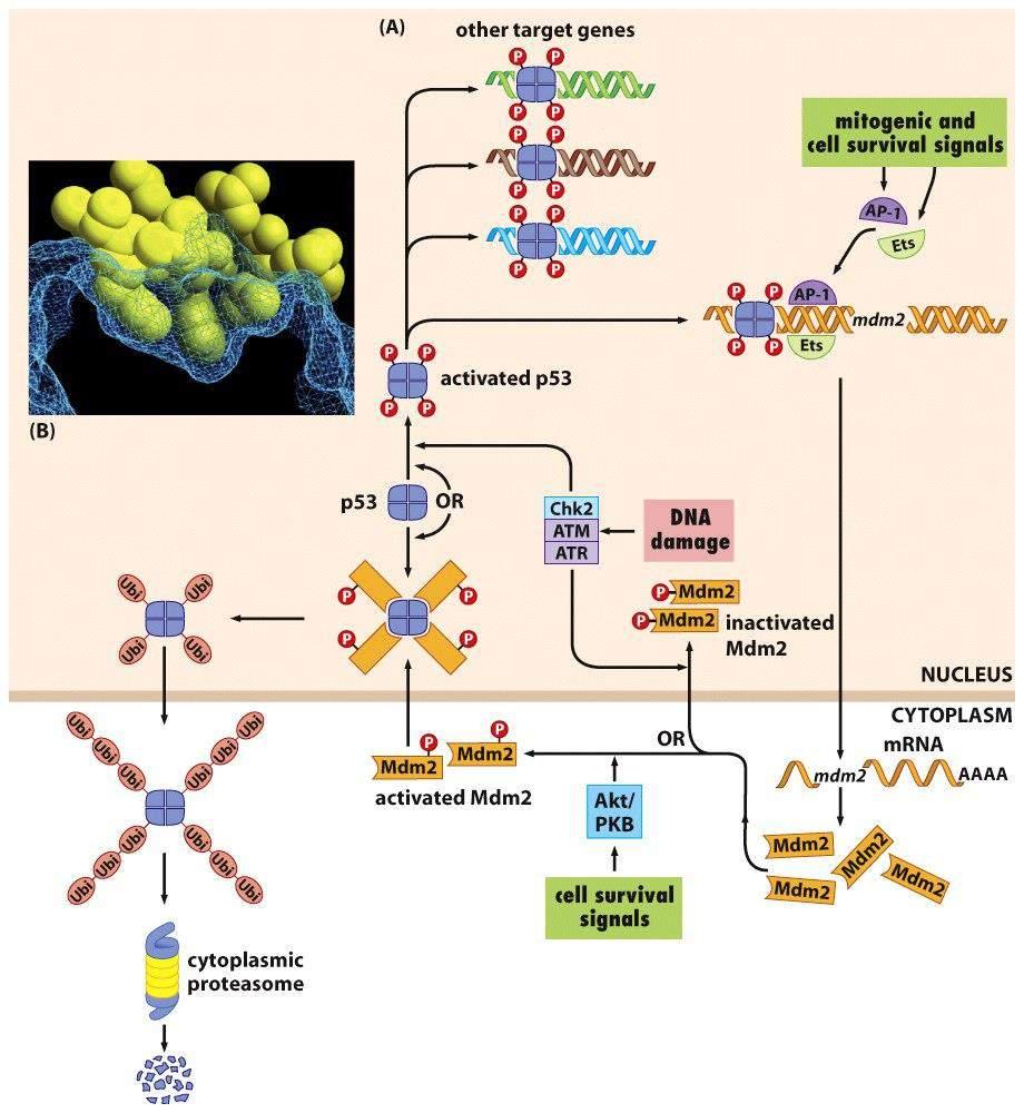 Control of p53 levels by various kinases Chk2 ATM ATR Phosphorylation of p53 blocks MDM2 binding Positively regulates p53 AKT/PKB Phosphorylation of MDM2
