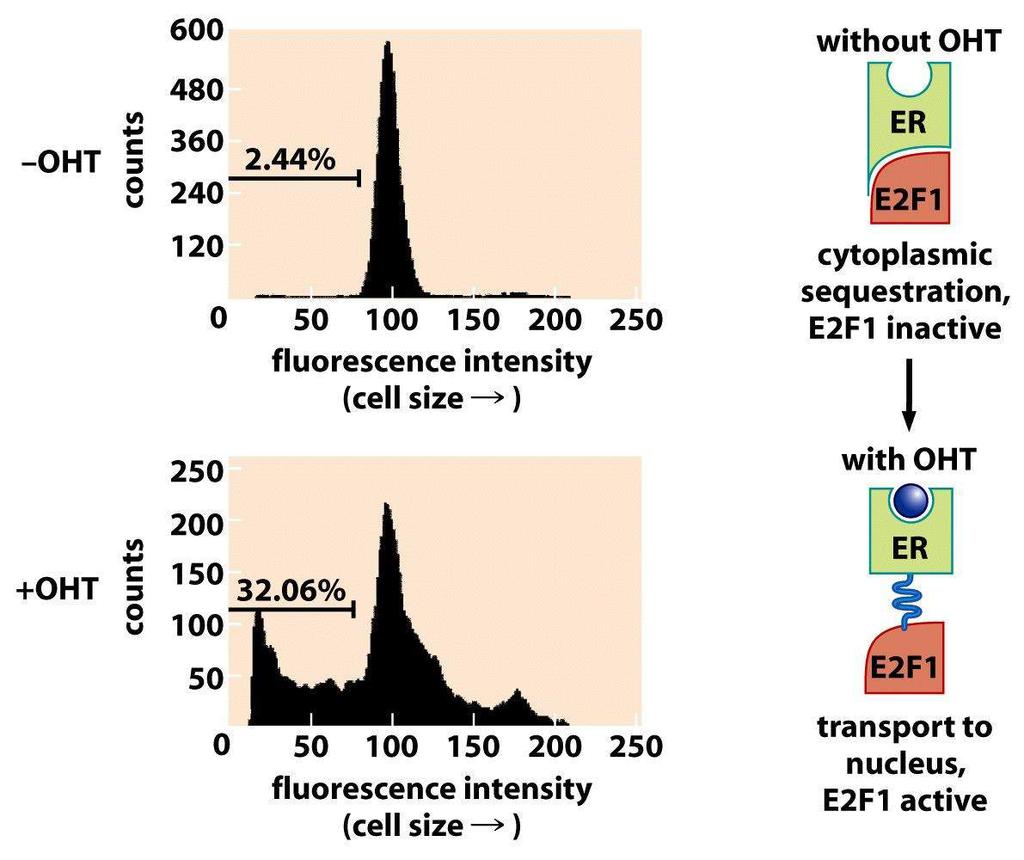 Florescence-activated cell sorting (FACS) analyzes E2F1-mediated induction of apoptosis Measure the size of individual cell ((Tamoxifen) Estrogen receptor (ER) and E2F1 fusion