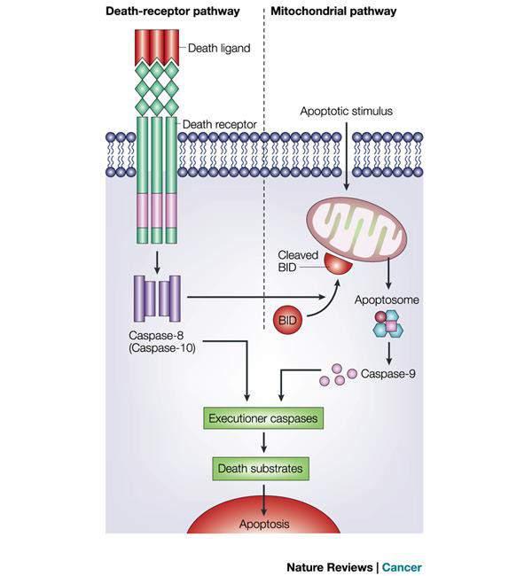 Apoptosis pathways Death-receptor pathway The extrinsic pathway is initiated through the stimulation of the transmembrane death receptors, such as the Fas