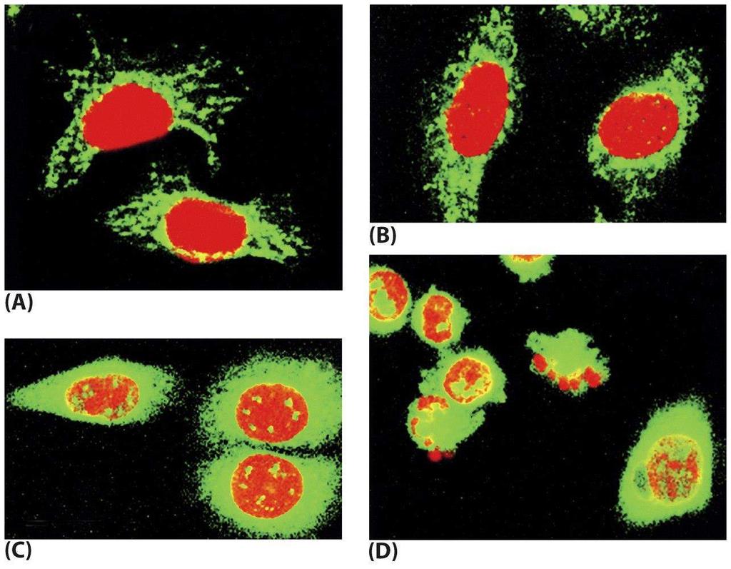 Cytochrome C detected by a specific fluorescence-labeled Ab (green) counter-stained with nuclei (red) During apoptosis, cytochrome C releases from the space of outermost mitochondria membrane and the
