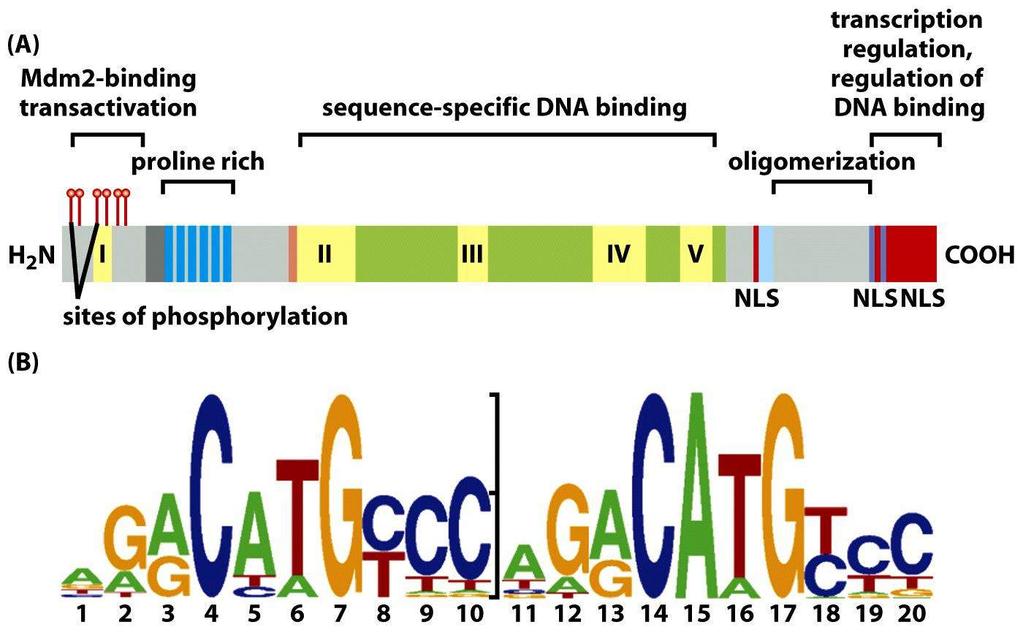 Specialized domains of p53 and the consensus p53-binding DNA sequence p53 phosphorylation blocks MDM2 binding and saves p53 from ubiquitylation and degradation