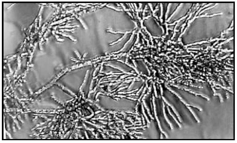 Neurospora: molecular mechansim Neurospora crassa: olecular mecanism
