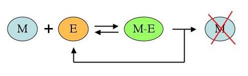 Goldbeter's 5-variable model Dynamics of per mrna (M P ): degradation Degradation:
