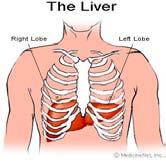 Fibroscan and the Liver Did you know that the liver is the largest solid organ in the body? It eliminates waste products and detoxifies alcohol, certain drugs, and environmental toxins.