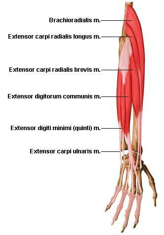 Forearm Anatomy: Extensors Short Extensors Long Extensors "Musculoskeletal Images are from the University of