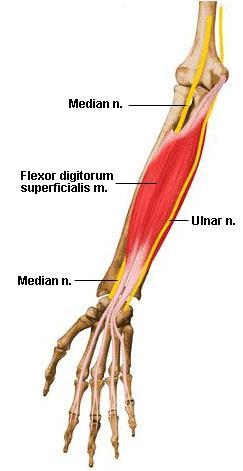 Forearm Anatomy - Flexors Superficial Layer Intermediate Layer Deep Layer "Musculoskeletal Images are from the University