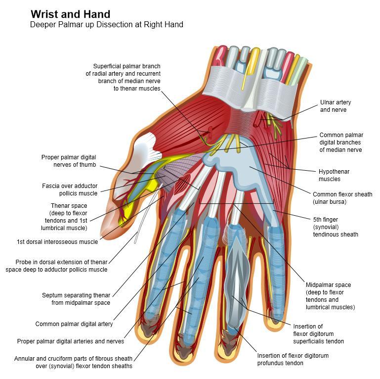 Flexor Tendon Injury Injuries occur 2 nd to lacerations volar aspect hand & fingers Common to have neurovascular injury due to laceration Flexor tendon injuries