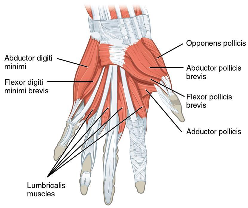 Intrinsic Thumb Muscles Abductor Pollicis Brevis Scaphoid to proximal phalanx Median nerve Flexor Pollicis Brevis 2 Heads Superficial Flexor Retinaculum to Base MC (median) Deep Carpal bones to Base