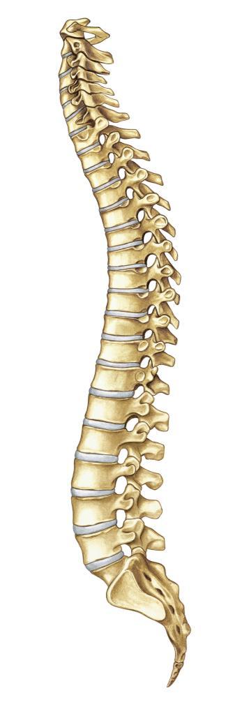 MORE ABOUT YOUR CONDITION Your spine is very important. It supports the structure of your body and protects your spinal cord, which relays information to and from your brain.