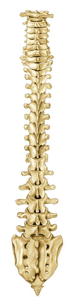 These vertebrae extend from your skull down to your hip bones (Fig. 5). Between the vertebrae are discs of soft tissue. The vertebrae join together like links in a chain.