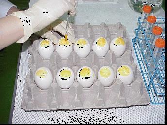 Virus Isolation by Egg Inoculation Virus Isolation Advantage