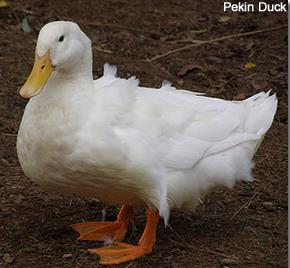 Duck (174): 75% Chicken (48): 21% Others (9):