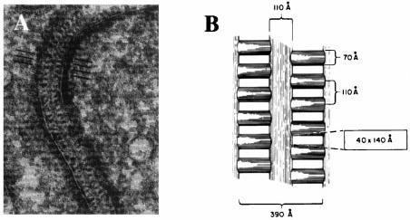 Slit Diaphragm Morphological structure was described for several decades The Jof Cell Biology (1974) Zipper-like Molecular constitute?