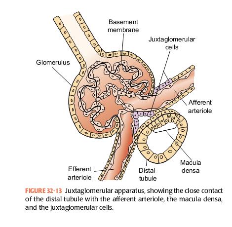 Juxtaglomerular complex = granules of inactive renin =detection of NaCl in the tubular