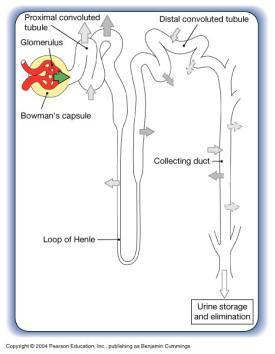 Urinary Tract Obstruction Urinary Tract Obstruction Hydroureter Dilation of ureter Hydronephrosis
