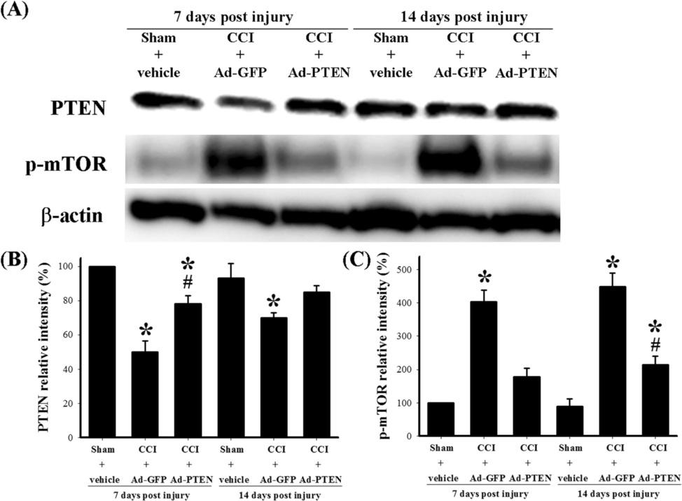 Huang et al. Journal of Neuroinflammation (2015) 12:59 Page 11 of 18 Figure 8 Effects of the time course of i.t. Ad-PTEN on the spinal PTEN and phospho-mtor levels in CCI rats.