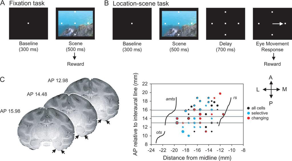 underlying forms of memory beyond recognition memory, including associative learning and memory.