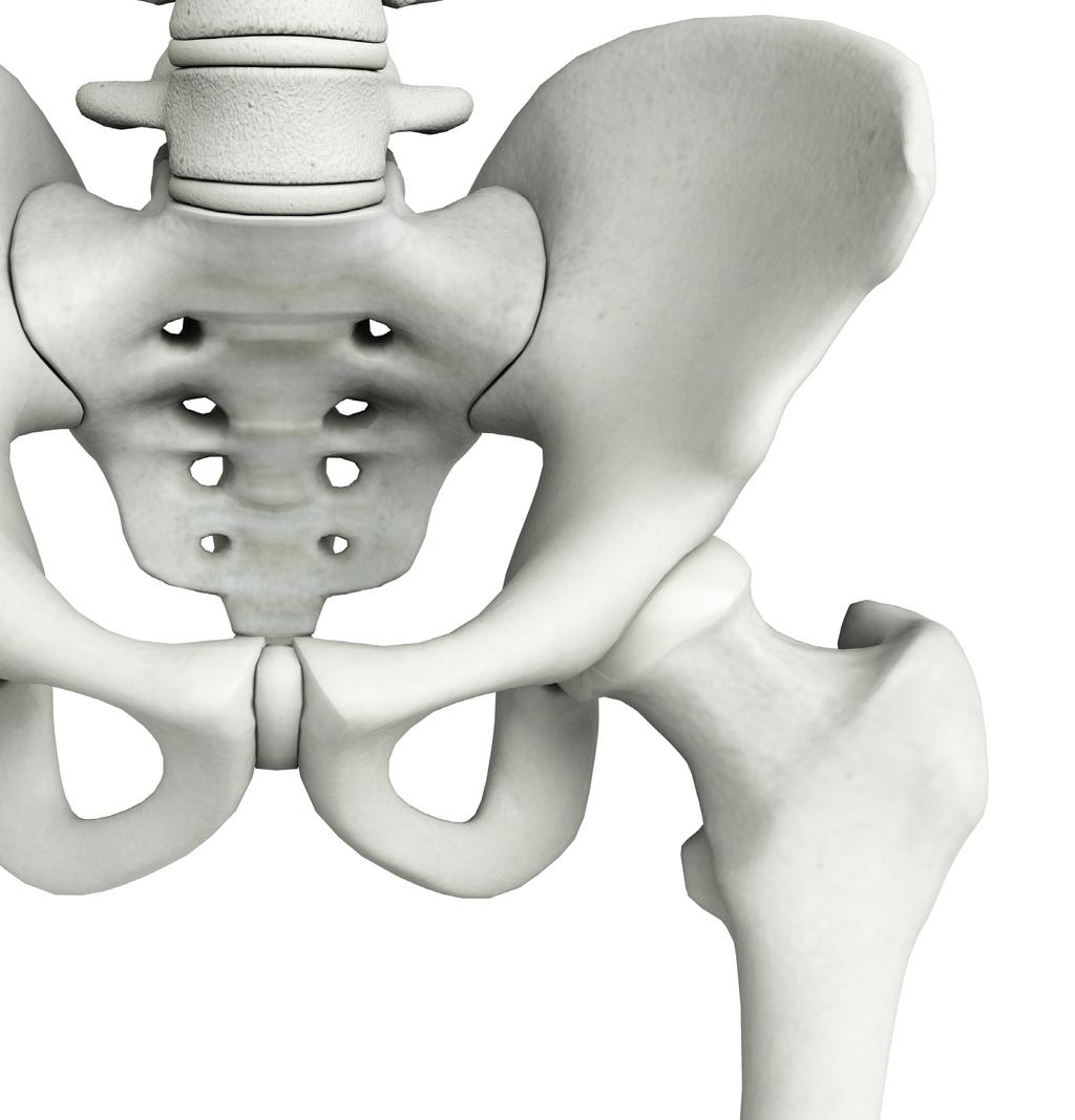 HIP JOINT ANATOMY AND FUNCTION The hip is a ball-and-socket joint and is one of the largest joints in the body.