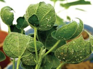 Thus far Central and South India have been free of the cotton leaf curl virus. An isolated report in 1996 of the occurrence of cotton leaf curl virus in Bangalore was an exception.