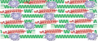 Wnt Signaling Pathway and OA Mechanical stress Cytokines Progenitor cells + Wnt activity