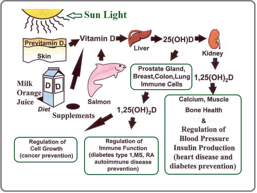 Fig 1: Vitamin D, source, absorption and biological process with systems There are various cultural, social, racial, and geographical factors that may influence the inadequacy of vitamin D.